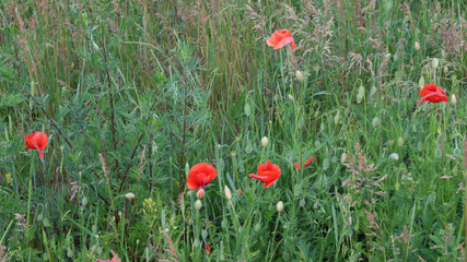 Fototapeta premium Red poppies bloom among a variety of field herbs.