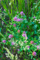 Blooming field clover. Flowers of wild clover. Field plants.