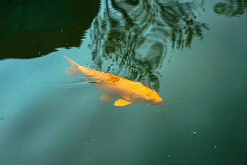 Carp koi yellow in water