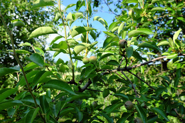 The fruits of an unripe pear grow on a branch.