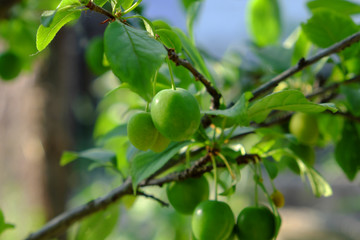 Berries of unripe cherry plum grow on a branch.