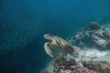 Fototapeta na wymiar Green sea turtle and shool of fish