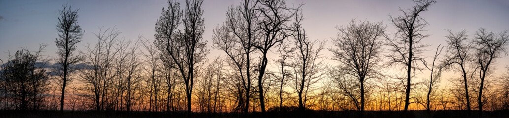 Fototapeta na wymiar Silhouettes of trees at sunset