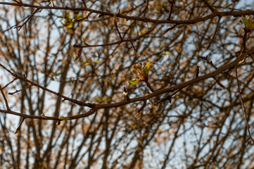 Obraz premium little buds developing at a twig of an apple tree