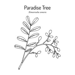 Paradise tree simarouba amara , medicinal plant