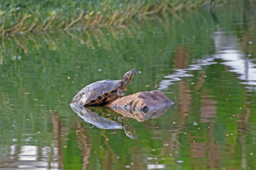 Tortoise enjoying sun in middle of a lake