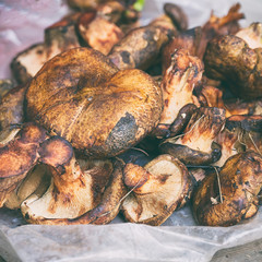 Freshly picked forest mushrooms Paxillus. Vegetarian food. Selective focus