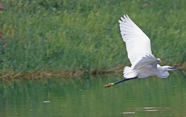 Little egret in flight over a lake