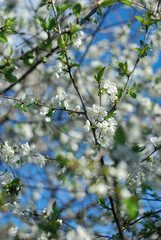 blossoming cherry tree
