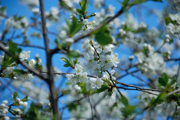 cherry tree in spring