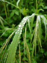 Fototapeta na wymiar dew on the grass
