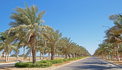 Palm trees by the road