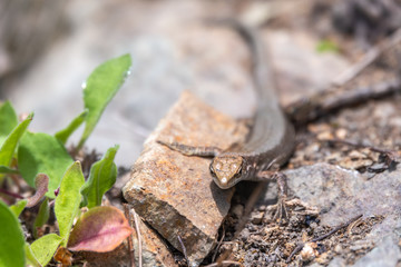 Lizard Darevskia alpina sits on a stone