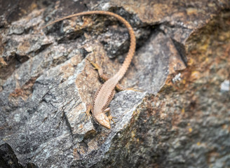 Lizard Darevskia alpina sits on a stone