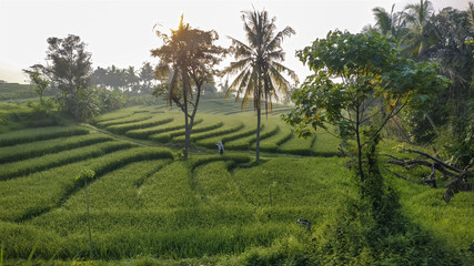 Beautiful view of Swales green rice fields in Nanggulan, Kulonprogo, Yogyakarta