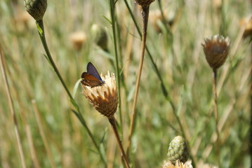 bird on a meadow