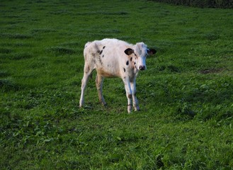 OLYMPUS DIGITAL CAMERA © Lucy