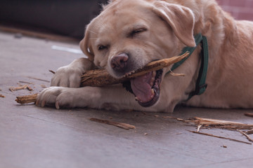 Playing bright labrador portrait