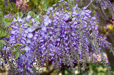 Obraz premium Beautiful purple wisteria flowers blooming in spring garden