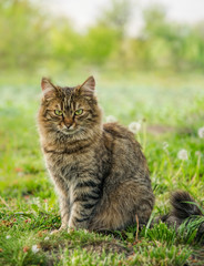 Naklejka na ściany i meble Tabby fluffy cat on a background of a sunny garden
