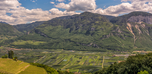 vineyards Trentino Alto Adige South Tyrol , Bolzano, Italy. territory of Alto Adige/South Tyrol,...