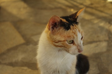 Wild black, white, and orange cat with green eyes