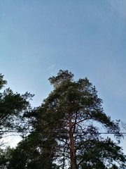 trees and sky