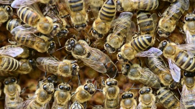 Closeup video of Bee queen with bees on a bee hive - bee colony