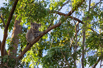 An Australian Koala Sitting In a Gum Tree
