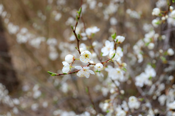 cherry blossom in spring