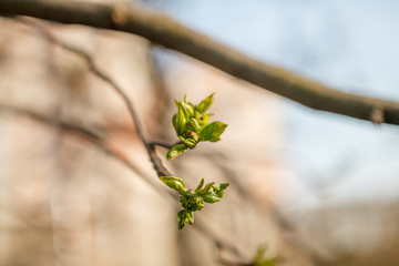 Flowering trees, leaves, spring Цветущие деревья , листья, весна