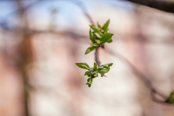 Flowering trees, leaves, spring Цветущие деревья , листья, весна