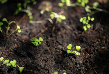 sapling trees on the earth