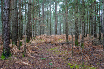 Country path though damp pine forest