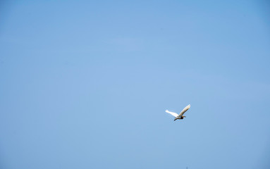 single Seagull fly in blue sky