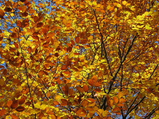 Schlosspark - Steyr - Austria