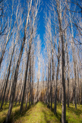 otoño en un bosque de alamos de la vega de granada, andalucía