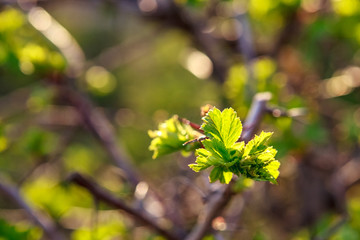 
shrubs leaves, sunny weather, spring, листья кустарников, солнечная погода, весна