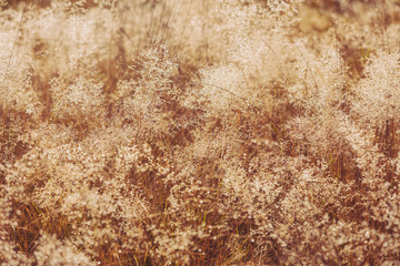 Field in morning october mist