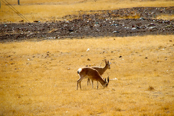 Roe deer foraging on the alpine grassland, carefully watching around