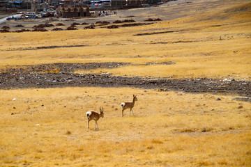 Roe deer foraging on the alpine grassland, carefully watching around