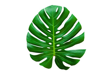 Beautiful Tropical Monstera leaf isolated on white background with clipping path for design elements, Flat lay