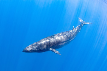 Baby Bryde's Whale