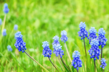 blue flowers in the garden