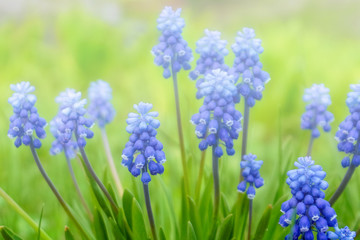 Fototapeta premium Muscari flowers close - up, background. Blue spring flowers