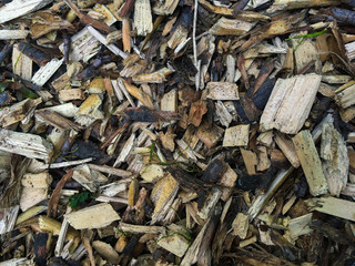 Sawdust in the forest. Macro shooting. Abstract Background