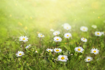 Field of daisy flowers in sunny day. 