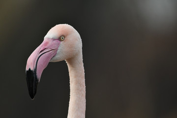 Face to face with Greater flamingo Phoenicopterus roseus 