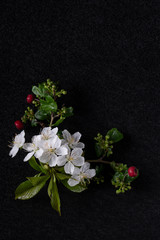 black background with spring flowers
