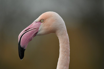 Face to face with Greater flamingo Phoenicopterus roseus  © Maciej